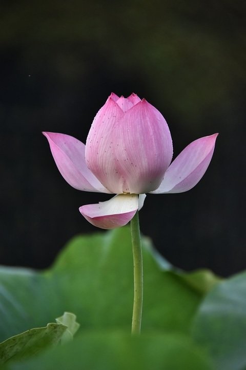 Cây Dâm Bụt Thái (bông bụt nhiều màu)