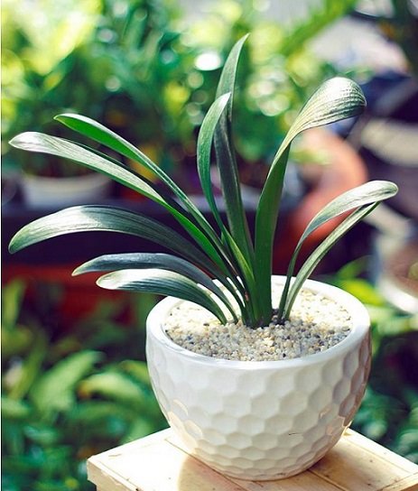 Chậu Cây Lưỡi Hổ Xanh Nội Thất