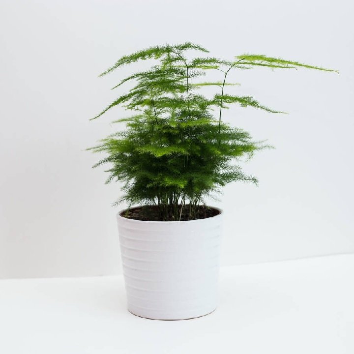 Chậu Cây Lưỡi Hổ Xanh Nội Thất