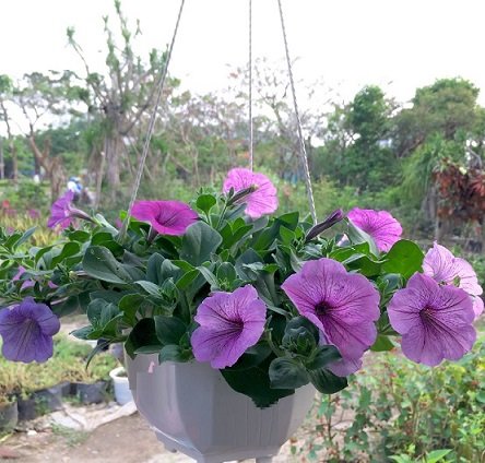 Cây Ngũ Sắc Tím Chậu Treo