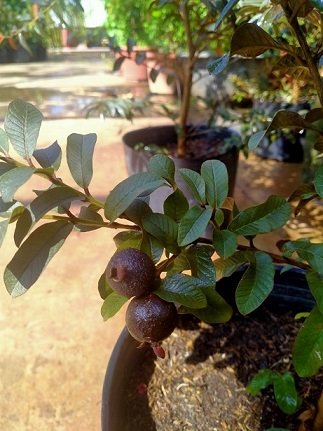 Cây Ngũ Sắc Tím Chậu Treo