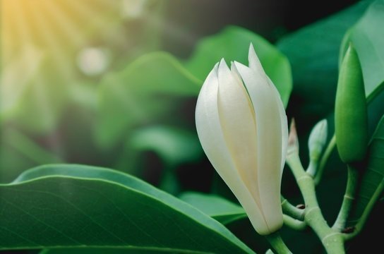 Cây Ngũ Sắc Tím Chậu Treo