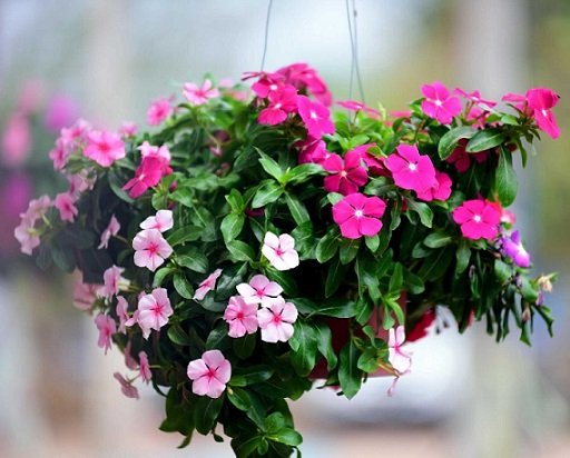 Cây Ngũ Sắc Tím Chậu Treo