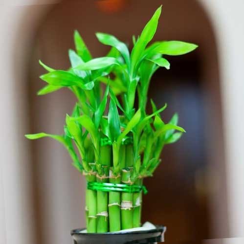 Cây Trường Sinh Trồng Nước