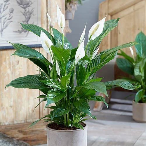 Cây Kè Nhật Trồng Chậu Phối Kết (mix nhiều loại)