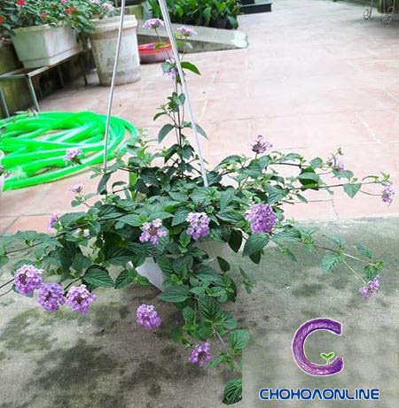 Cây Kè Nhật Trồng Chậu Phối Kết (mix nhiều loại) 2