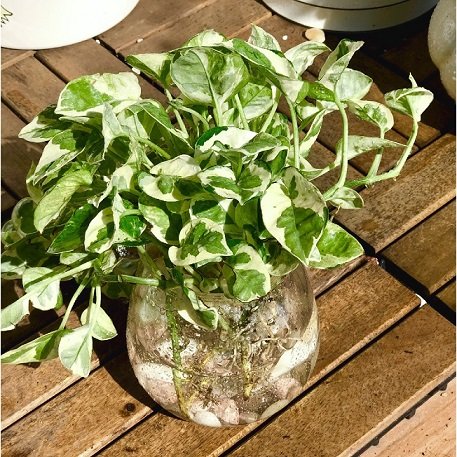Cây Kè Nhật Trồng Chậu Phối Kết (mix nhiều loại)