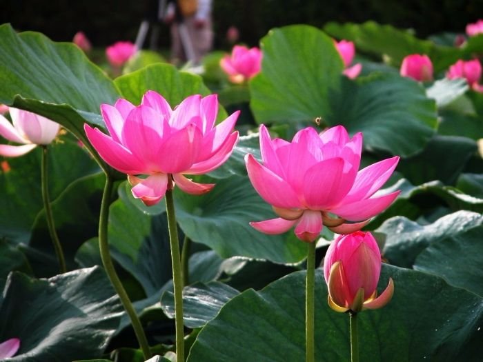 Cây Ổi Ruby Ruột Đỏ 3