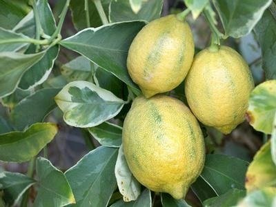 Dây Thằn Lằn Cẩm Thạch