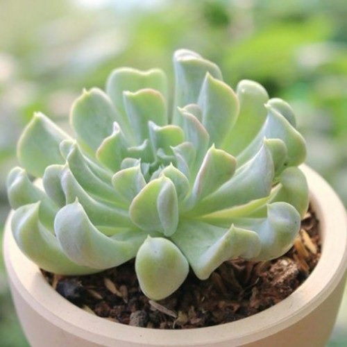 Cây Giống Lê Đỏ