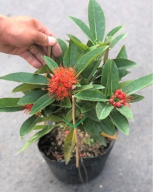 Cây Kè Nhật Trồng Chậu Phối Kết (mix nhiều loại)
