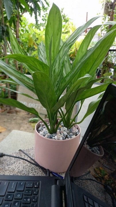 Cây Dâm Bụt Lá Đỏ Châu Phi