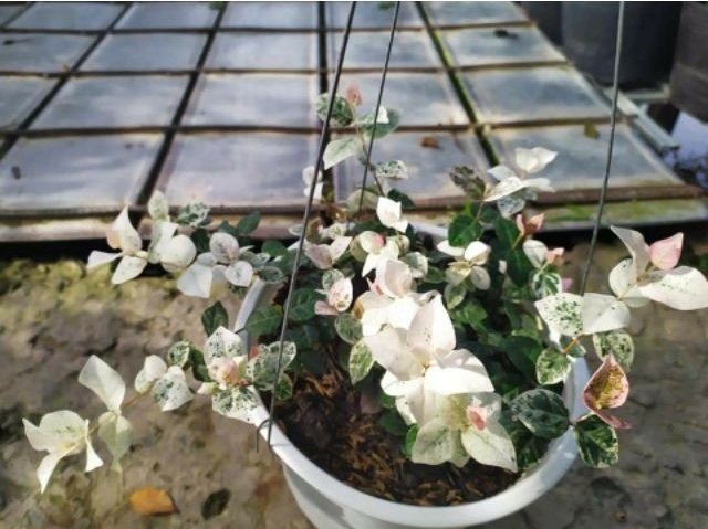 Cây Dâm Bụt Lá Đỏ Châu Phi