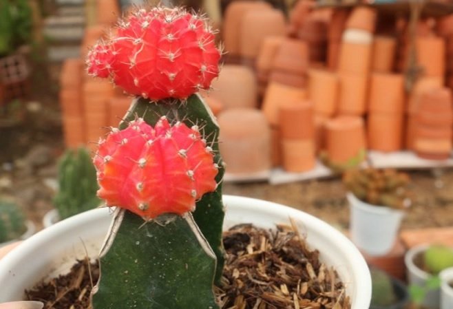 Cây Dâm Bụt Lá Đỏ Châu Phi