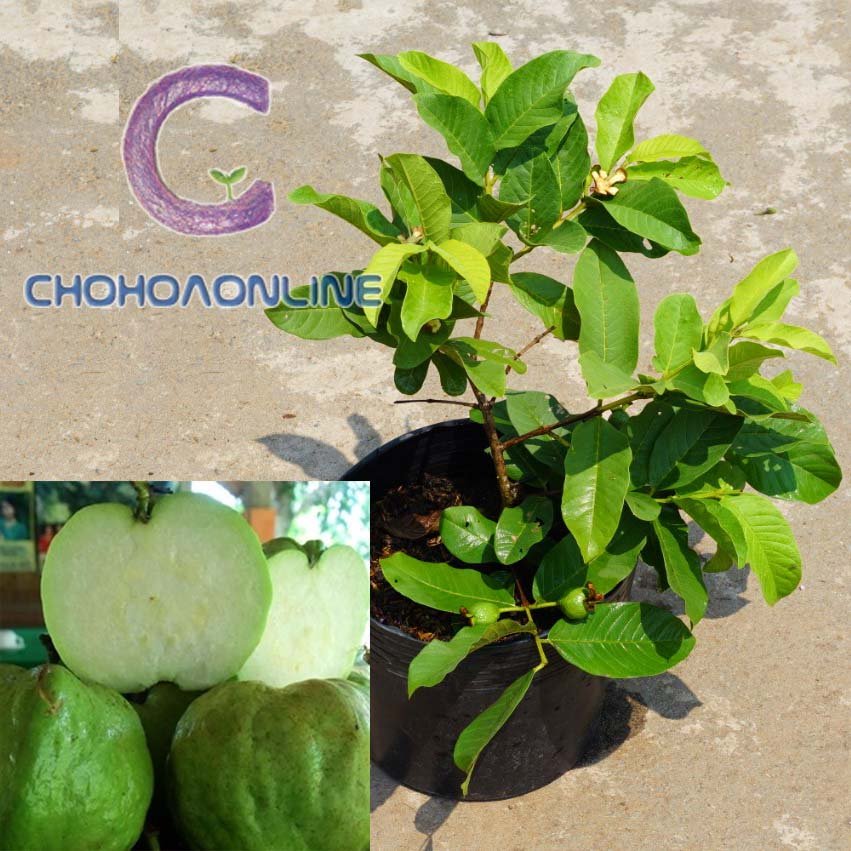 Cây Đăng Tiêu Đứng (lá nhỏ) 2