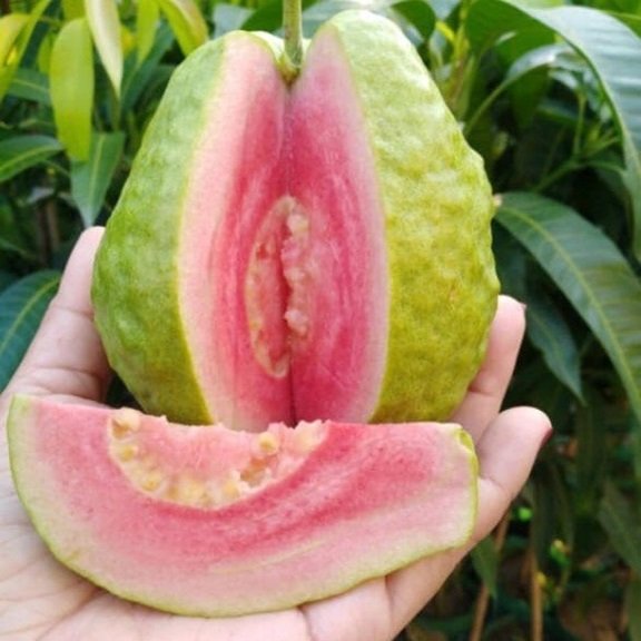 Cây Đăng Tiêu Đứng (lá nhỏ)