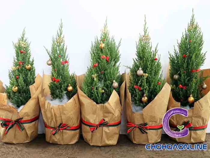 Cây Dâm Bụt Hoa Trắng 2