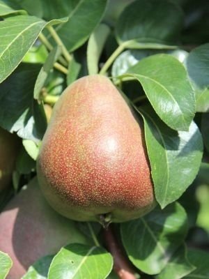 Chậu Cây Dương Xỉ Hạnh Phúc