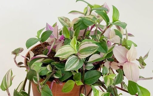 Đuôi Công Calathea Zebrina
