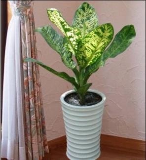 Đuôi Công Calathea Zebrina