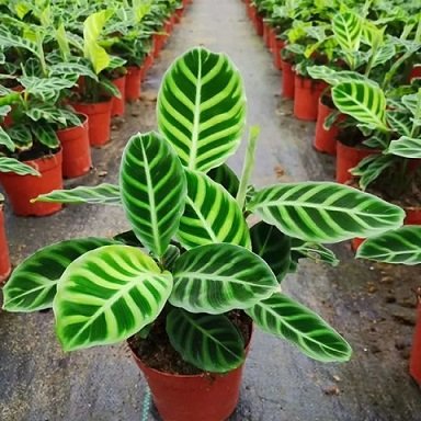 Cây Nho Thân Gỗ Tứ Quý