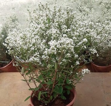 Cây Ớt Ngũ Sắc