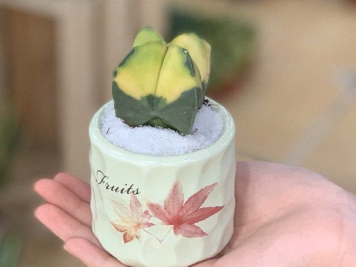 Cây Cam Nhật Lá Nhỏ Siêu Trái
