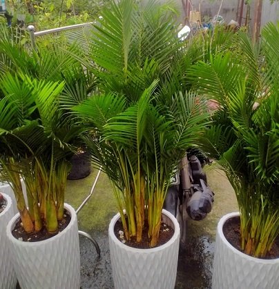 Cây Cam Nhật Lá Nhỏ Siêu Trái