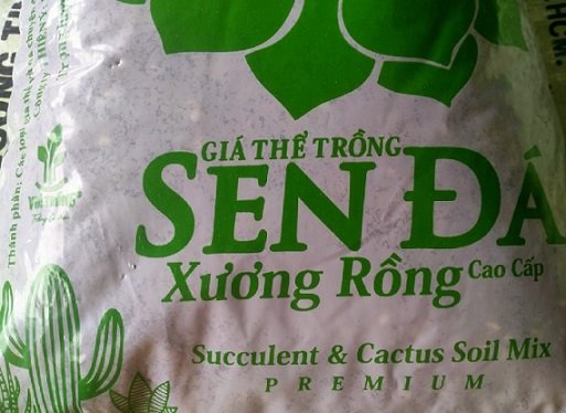 Cây Tai Tượng Đuôi Chồn
