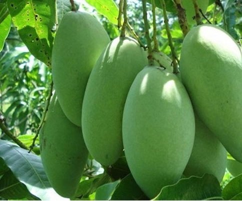 Trầu Bà Tỷ Phú Trồng Chậu Để Bàn Làm Việc