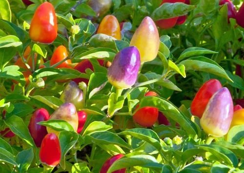 Trầu Bà Tỷ Phú Trồng Chậu Để Bàn Làm Việc