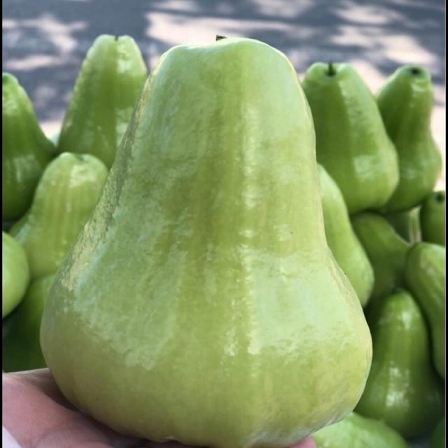 Cây Hoa Hỏa Châu