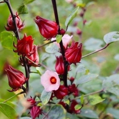 Hoa Mai Địa Thảo