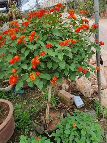 Cây Hoa mãn Đình Hồng Chưng Tết
