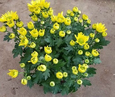 Cây Sen Đá Mỏ Vịt