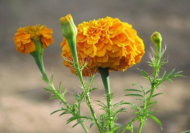 Cây Sen Đá Mỏ Vịt