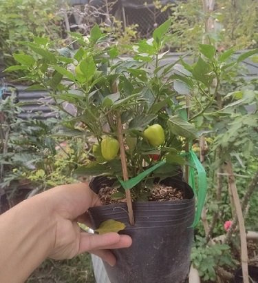 Cây Kè Nhật Trồng Chậu Phối Kết (mix nhiều loại)