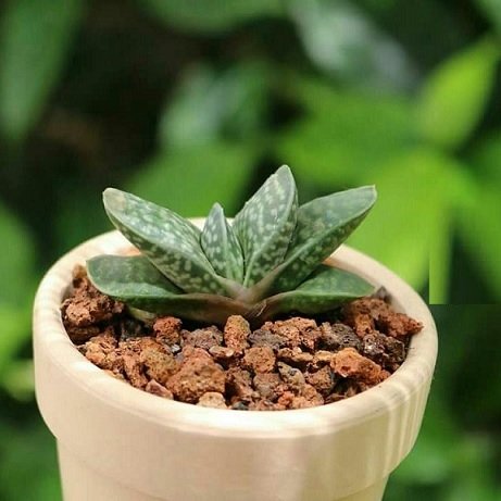 Cây Hoa Tiêu Nương