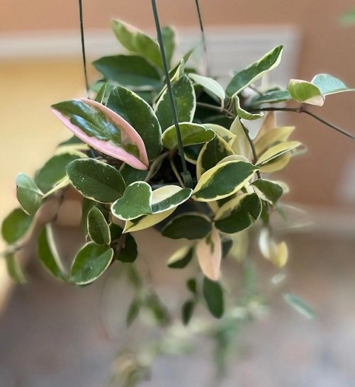 Cây Dâm Bụt Dáng Tree (một cốt)