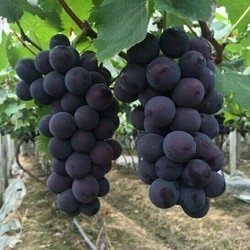 Cây Dâm Bụt Dáng Tree (một cốt)