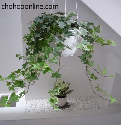 Cây Cúc Lá Bạc 2