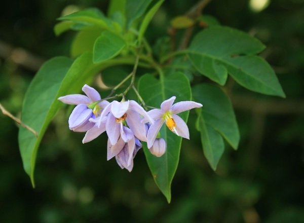 Cây Cúc Lá Bạc