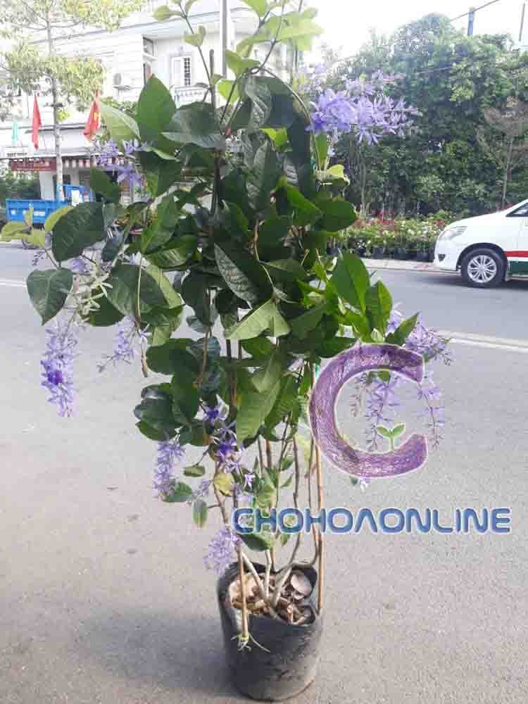 Cây Cúc Lá Bạc 2