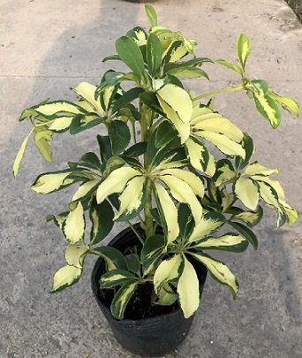 Cây Trầu Bà Tím (trầu bà lá đỏ)