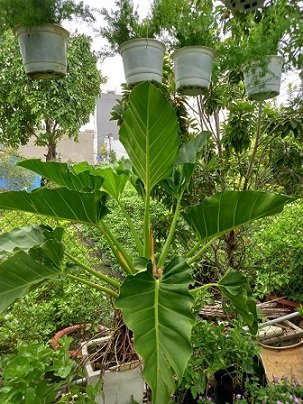 Chậu Treo Rêu San Hô (rêu phong uyển)