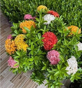 Cây Kim Ngân Trồng Chậu Nội Thất