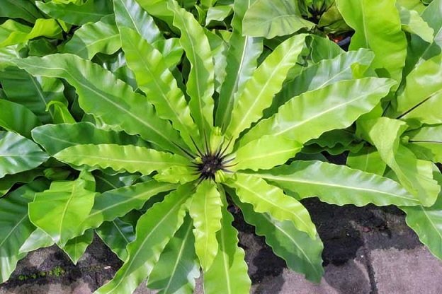 Cây Bạch Thiên Hương (dành dành cánh kép)