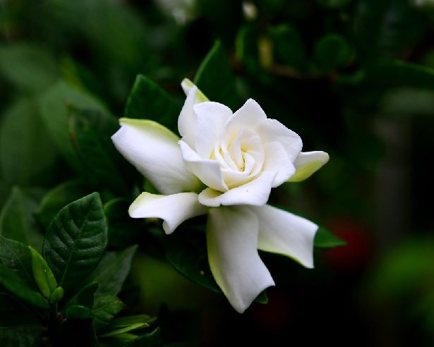 Cây Đa Cẩm Thạch Vàng