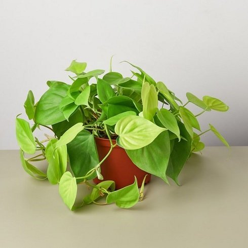 Cây Đa Cẩm Thạch Vàng