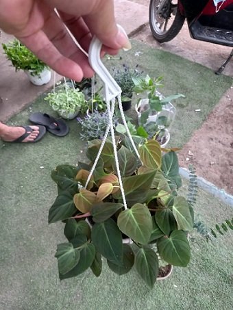 Cây Đa Cẩm Thạch Vàng